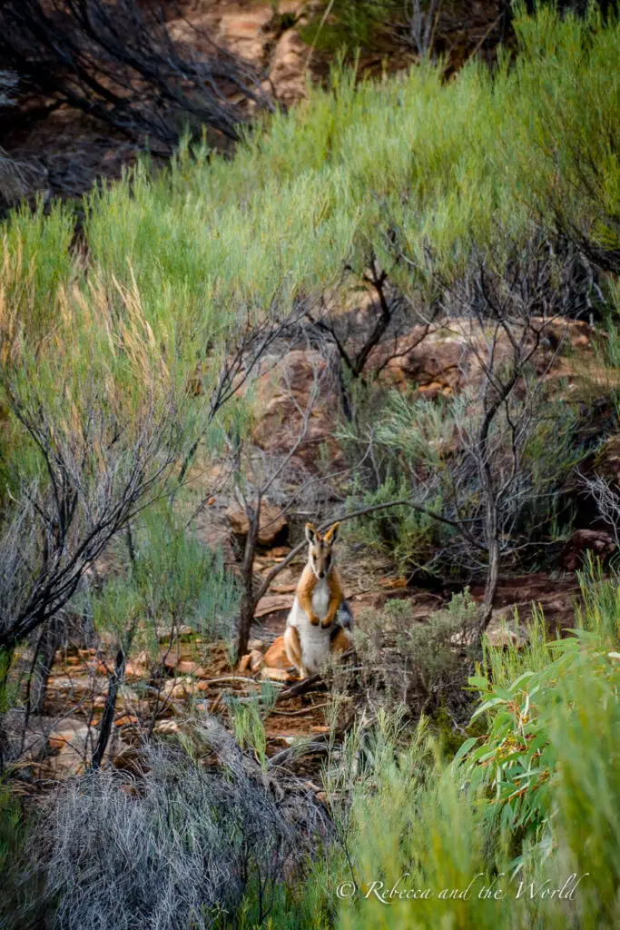 An alert yellow-footed rock wallaby sitting on its haunches in a natural bush setting. It is surrounded by green plants and trees, with sunlight filtering through the foliage. The rock wallaby was spotted in the Ikara Flinders Ranges National Park.