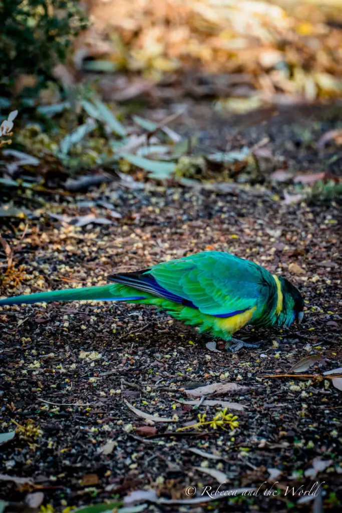 A vibrant green Australian Ringneck foraging on the ground, with its plumage showing a blend of green, yellow, and blue. The bird is in profile against a backdrop of brown earth and scattered foliage.