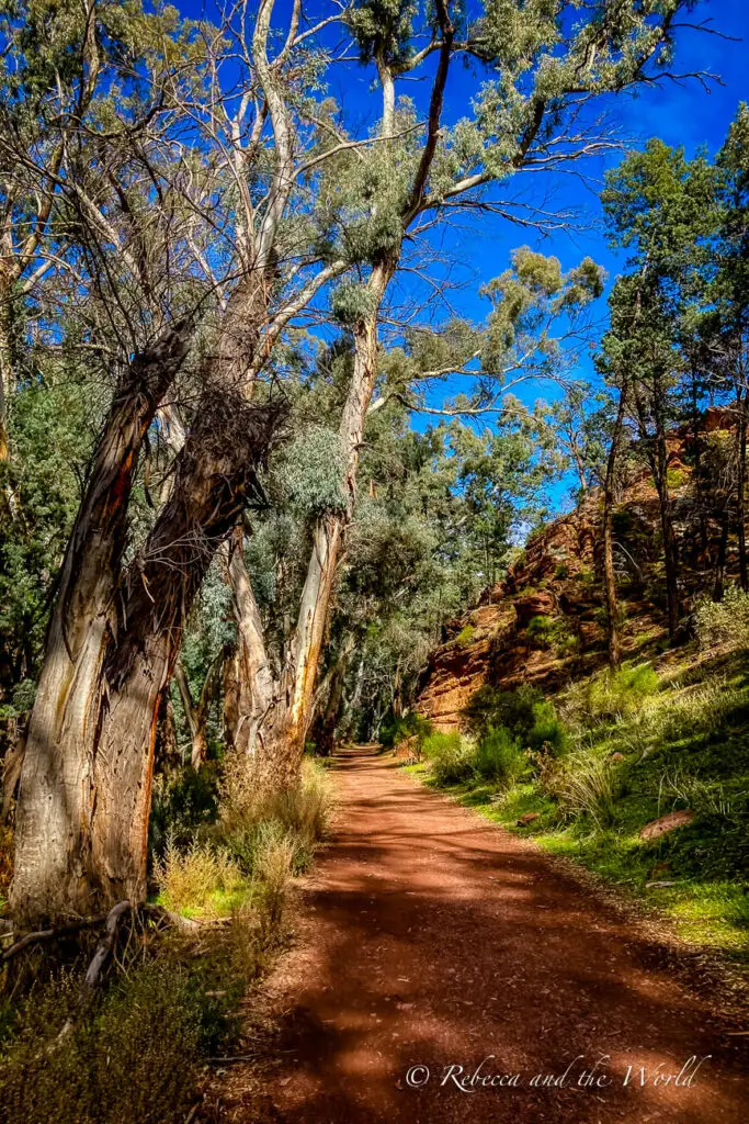 A serene walking trail flanked by tall eucalyptus trees with peeling bark. The trail is composed of red dirt and winds through a natural bushland setting. This is the path to all the trailheads in Ikara-Flinders Ranges National Park.