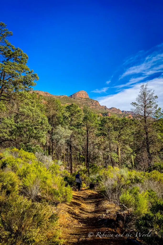 A hiker on the dirt path to St Mary Peak meanders through a dense forest with tall green trees under a clear blue sky. In the distance, the outline of a rugged mountain is visible. This is St Mary Peak in Flinders Ranges national Park