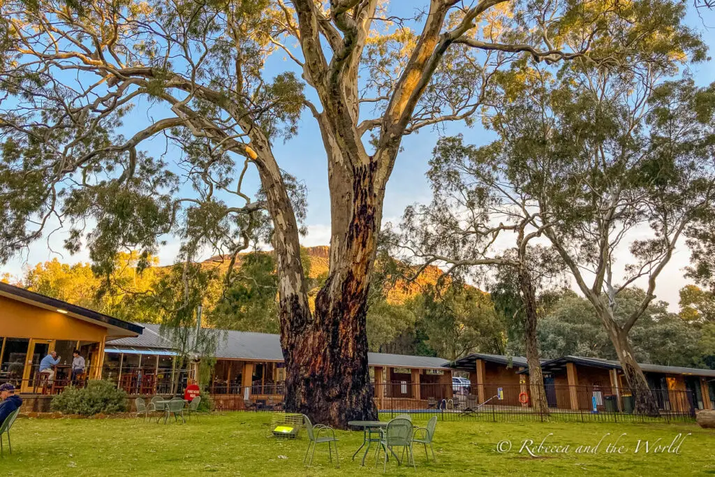 A large eucalyptus tree with a broad trunk and sprawling branches stands in the foreground of a rustic outdoor setting with tables and chairs, with a building in the background. This is where the daily Welcome to Country happens at Wilpena Pound Resort.