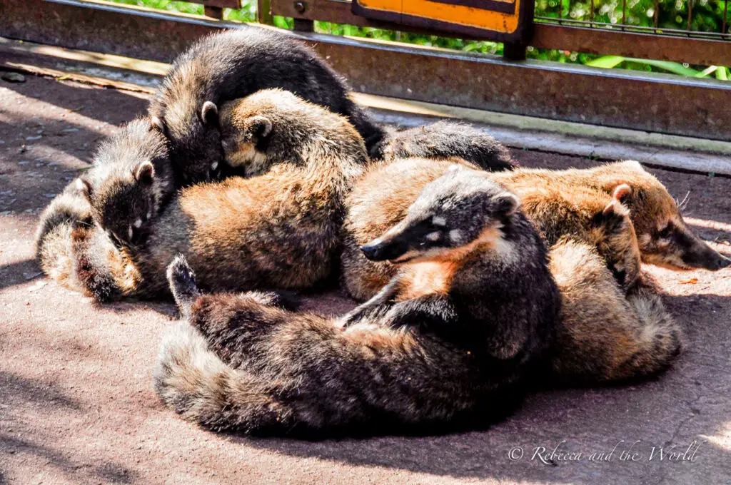 A group of coatis is huddled together at Iguazu Falls in Argentina, resting on a paved ground. Their fur is a mix of black, brown, and tan, and they are lying in a way that makes it difficult to distinguish one from another. The warmth and closeness suggest social behavior, with their ringed tails and masked facial markings partially visible.