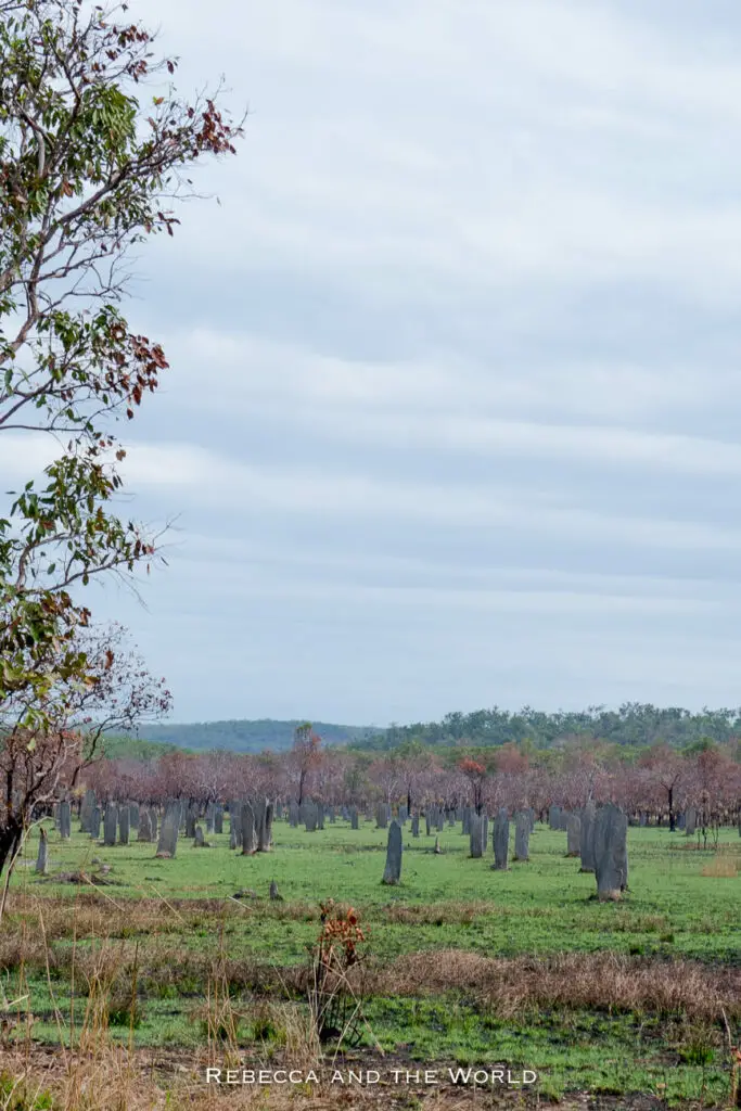 A landscape view of numerous termite mounds scattered across a grassy field with sparse trees under an overcast sky. These magnetic termite mounds are in Litchfield National Park in the Northern Territory.