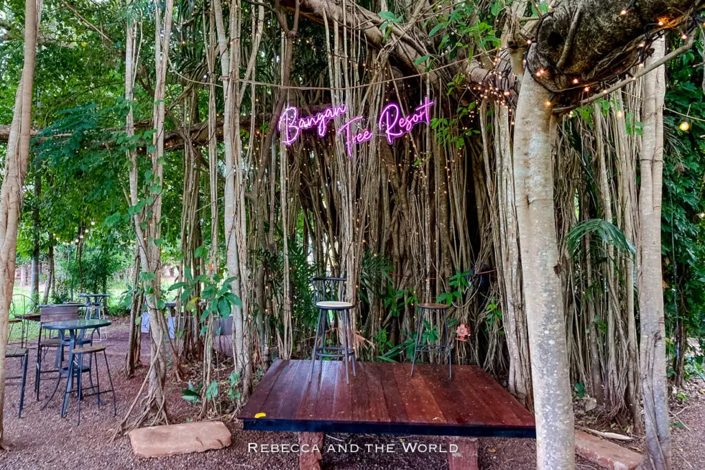 An outdoor seating area with tables and chairs set on a wooden platform, surrounded by the dense roots and trunks of a large Banyan tree adorned with a neon sign and string lights.