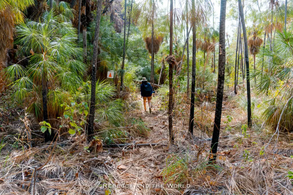 A woman - the author of the article - trekking along a narrow path to Butterfly Gorge in Nitmiluk National Park through dense, tall palm-like vegetation, with a trail marker sign visible among the trees.