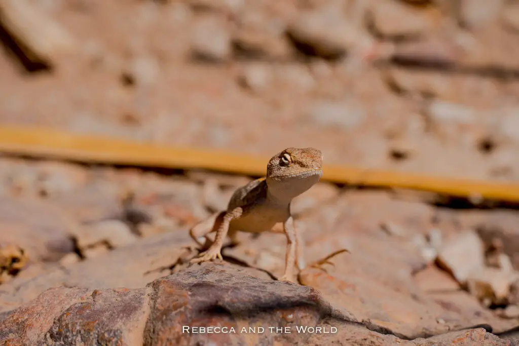A close-up of a small lizard standing on a rock with its head raised, with a blurred background of rocky terrain.