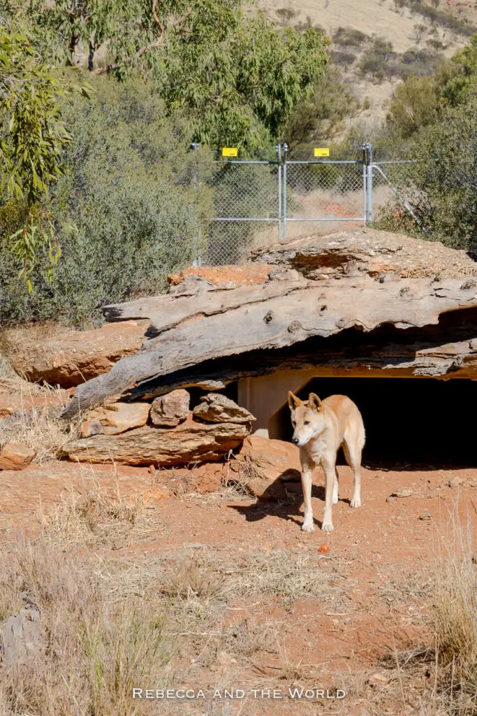 A dingo standing in front of a makeshift shelter composed of large flat stones and wooden logs. In the background, there is a chain-link fence with warning signs and eucalyptus trees. The dingo is one of the animals living at the Alice Springs Desert Park.