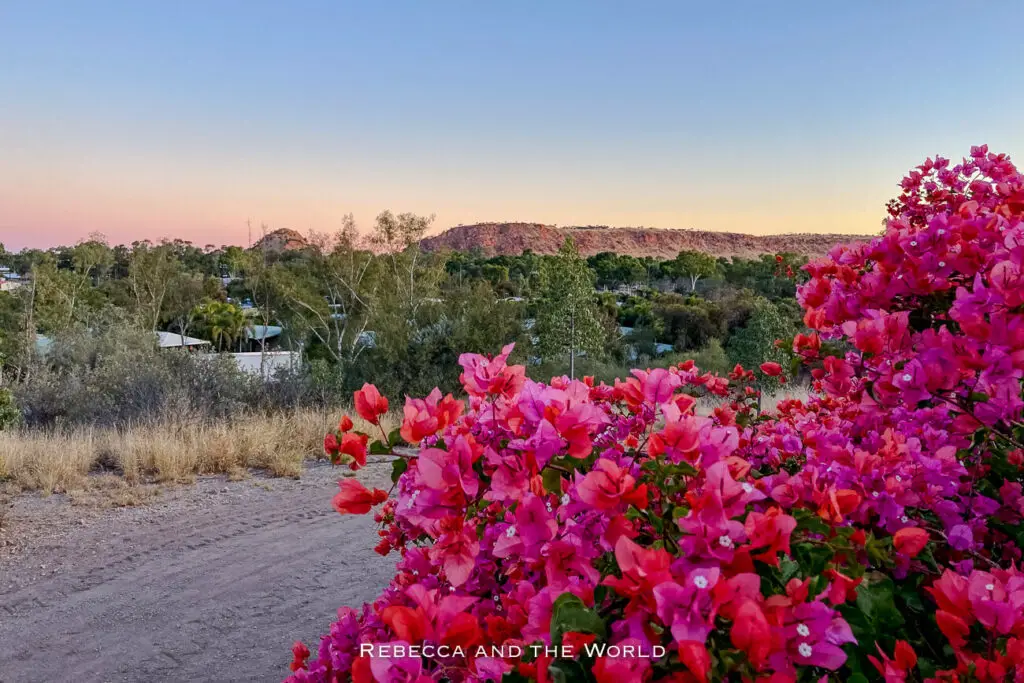 A view of Alice Springs at dusk, with flowering pink bougainvillea in the foreground. The town is nestled among distant hills under a soft purple sky.