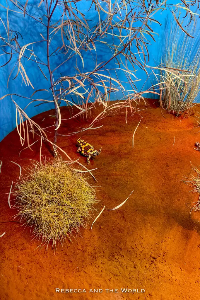 An exhibit showcasing desert flora against a bright blue backdrop. It includes a spiky spinifex grass clump and a small dried bush. There's a thorny devil lizard hiding next to the clump of spinifex. The lizard is part of the Nocturnal House at the Alice Springs Desert Park.