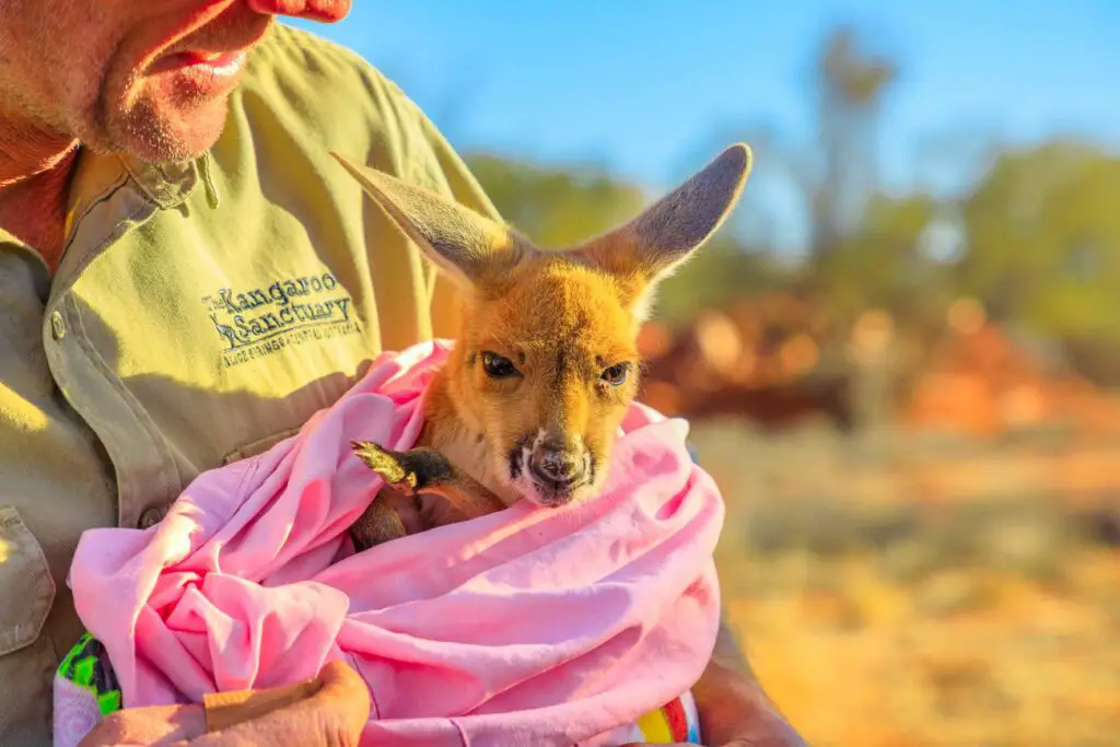 A close-up of a person at the Kangaroo Sanctuary in a khaki shirt holding a juvenile kangaroo wrapped in a pink blanket, with a natural, arid landscape in the background.