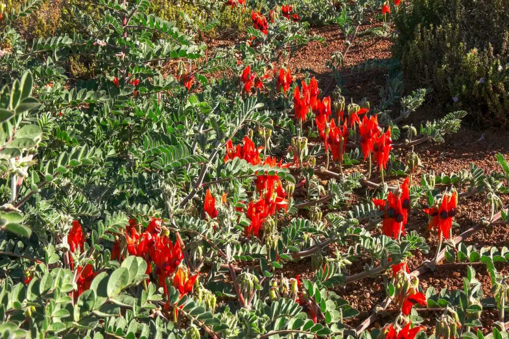 A close-up of a garden bed with vibrant red flowers, known as Sturt's Desert Pea, surrounded by grey-green foliage under bright sunlight.