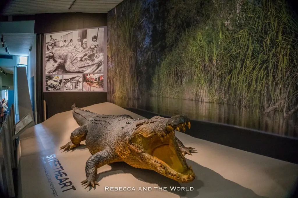 The body of Sweetheart, a 5.1 metre crocodile that once terrorised Darwin. The body has an open mouth and is displayed at the Museum & Art Gallery of the Northern Territory. Behind it, a wall-sized photograph shows a river with dense vegetation on its banks. To the left, a historical photo montage documents various aspects of the crocodile's capture and interaction with humans.