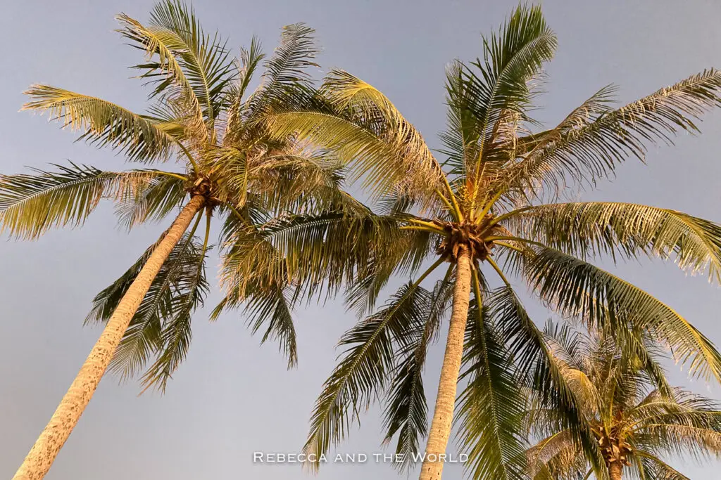 Two palm trees against a twilight sky. The trees are in focus, standing tall with a warm glow on their trunks and leaves from the sunset light.