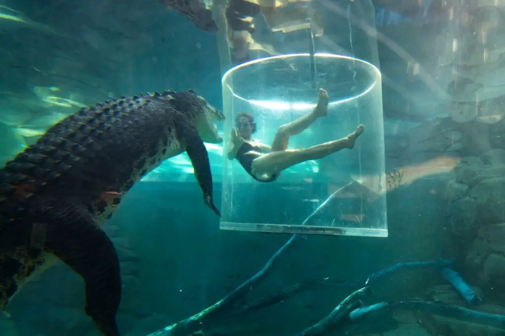 Underwater view of a large crocodile approaching a clear, cylindrical viewing pod. Inside the pod, a person is sitting in a relaxed pose, seemingly observing the crocodile. The surrounding water is murky, with beams of light filtering through, enhancing the visibility of the crocodile and the pod. This is the Cage of Death at Crocosaurus Cove, one of the most popular Darwin attractions.