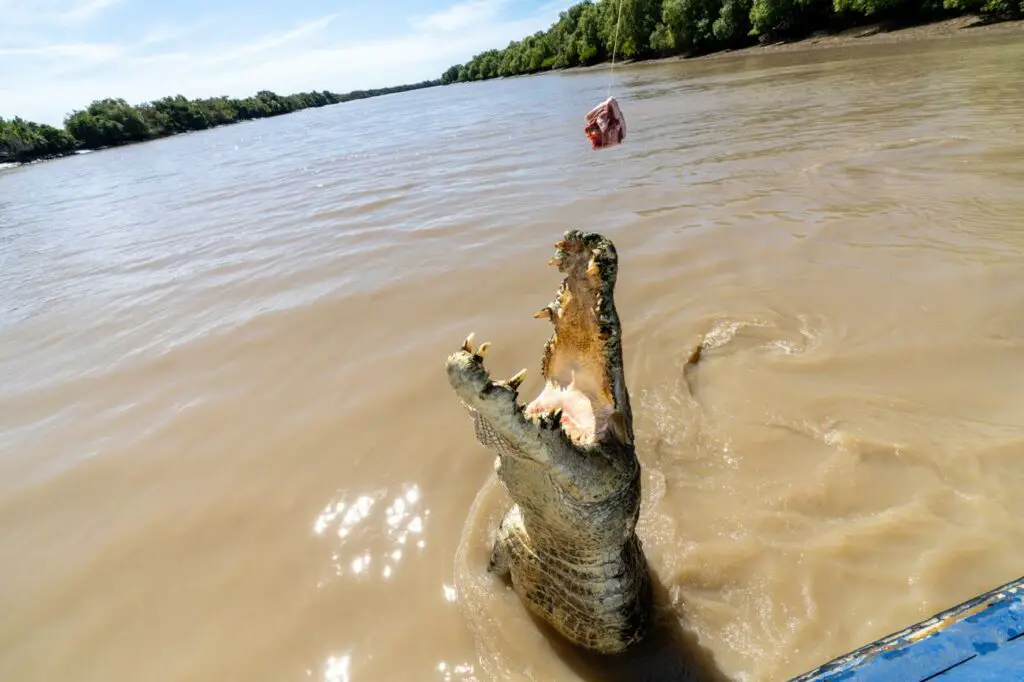 A crocodile is leaping out of a brown, muddy river with its mouth open, revealing sharp teeth. It appears to be aiming for a piece of meat suspended above the water. The perspective is from a boat, with the edge visible in the foreground, indicating the proximity of the photographer to the action. The sky is clear and the foliage on the riverbank is lush and green. A fascinating day trip from Darwin is to the Adelaide River for a jumping croc cruise.