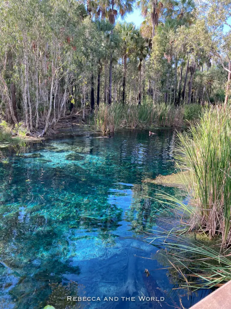 Crystal-clear blue waters of a natural spring - Bitter Springs in the Northern Territory - are surrounded by dense vegetation and palm trees. A lone swimmer is enjoying the serene water, adding to the tranquil and picturesque setting.
