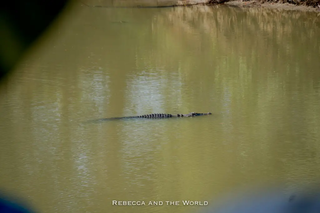 A saltwater crocodile swimming in the murky waters of a river in Kakadu National Park, with its back and tail visible above the surface.