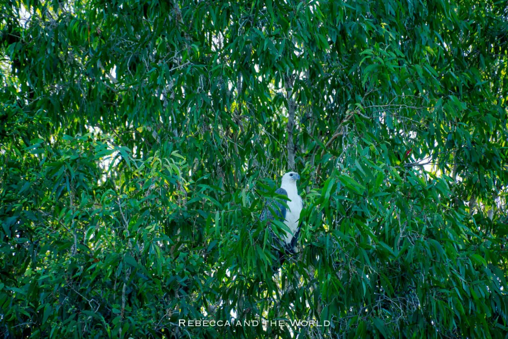 A white-bellied sea eagle perched on the branch of a tree, with dense green foliage filling the background. The bird life in Kakadu National Park is phenomenal.