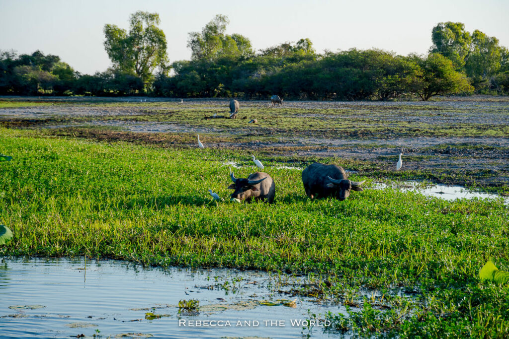 Water buffalo grazing in a lush wetland with water lilies, accompanied by white birds, in the natural setting of Kakadu National Park.