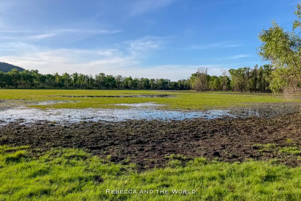 A waterlogged field in the foreground transitioning to lush greenery, with trees and clear skies in the distance. Anbangbang Billabong in Kakadu National Park is a great place for bird watching.