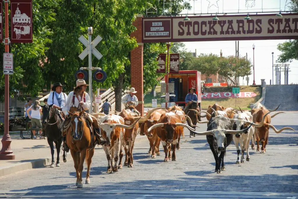 A traditional cattle drive with cowboys on horseback herding longhorn cattle through the historic Fort Worth Stockyards, near Dallas.