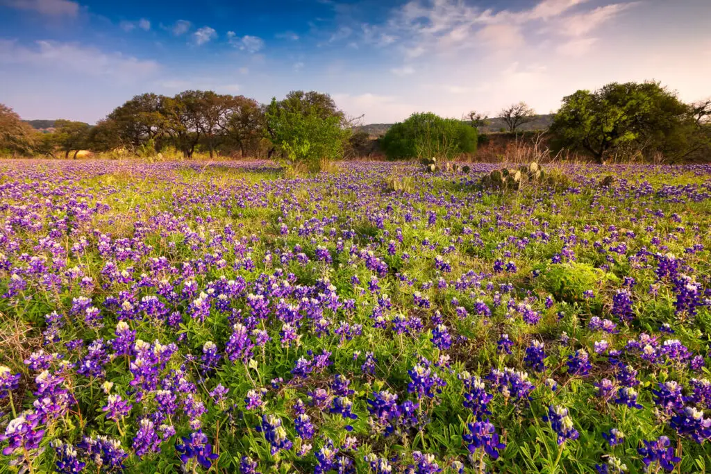 Field of bluebonnets with a scattering of trees, under a sunset sky in the Texas Hill Country.