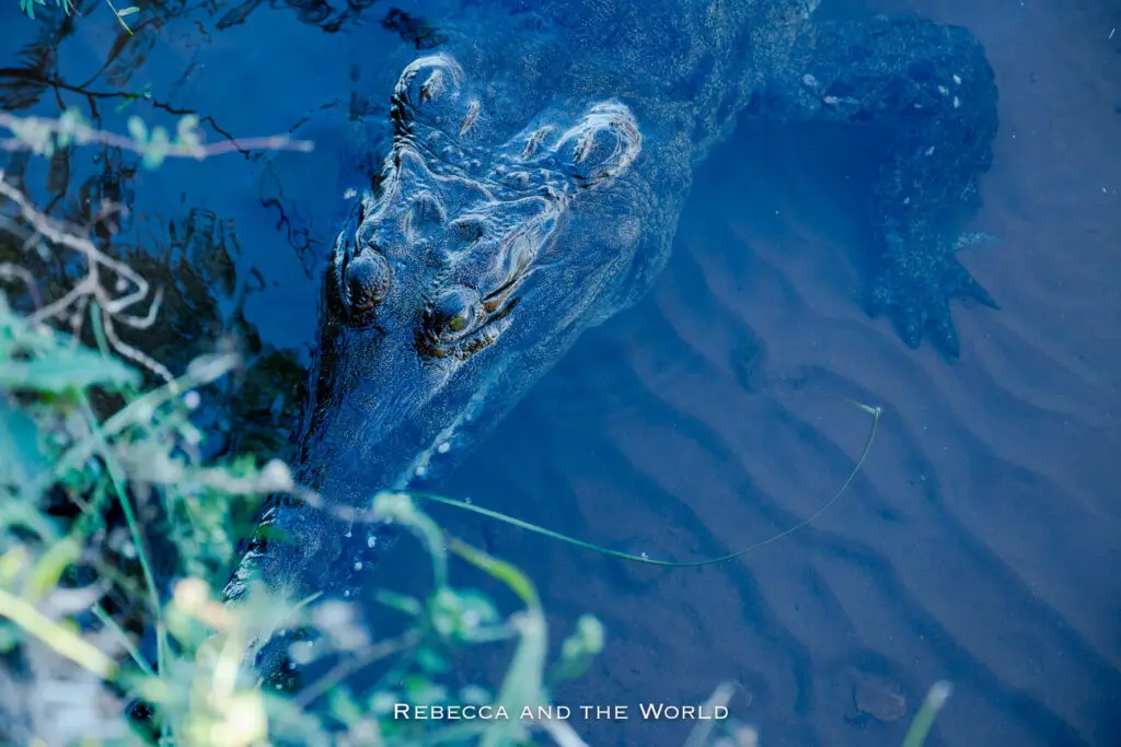 A close-up of a freshwater crocodile partially submerged in clear water, with its head and part of its body visible. The water is shallow with visible sandy bottom and some vegetation on the side.