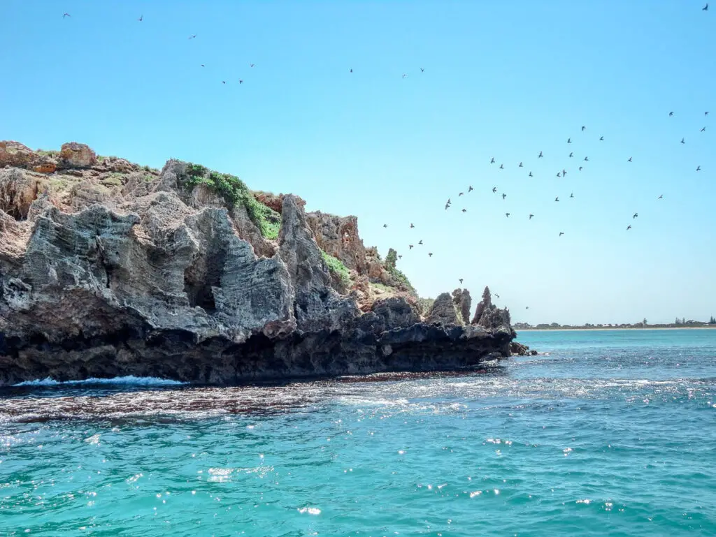 A rugged rocky outcrop with jagged formations and sparse vegetation on Penguin Island, Western Australia, surrounded by clear blue-green ocean water, with birds flying overhead.