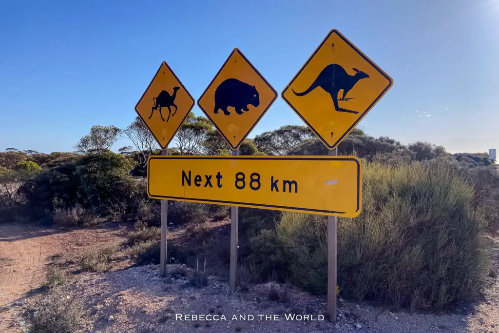 Three yellow road signs stand together in a row, each with a silhouette of a different animal—camel, wombat, and kangaroo—warning drivers of possible wildlife crossings for the next 88 kilometers. The signs are set against a backdrop of bushes and sparse vegetation, with a bright blue sky overhead, highlighting the remote, outback setting. Driving the Nullarbor, you'll encounter plenty of wildlife.