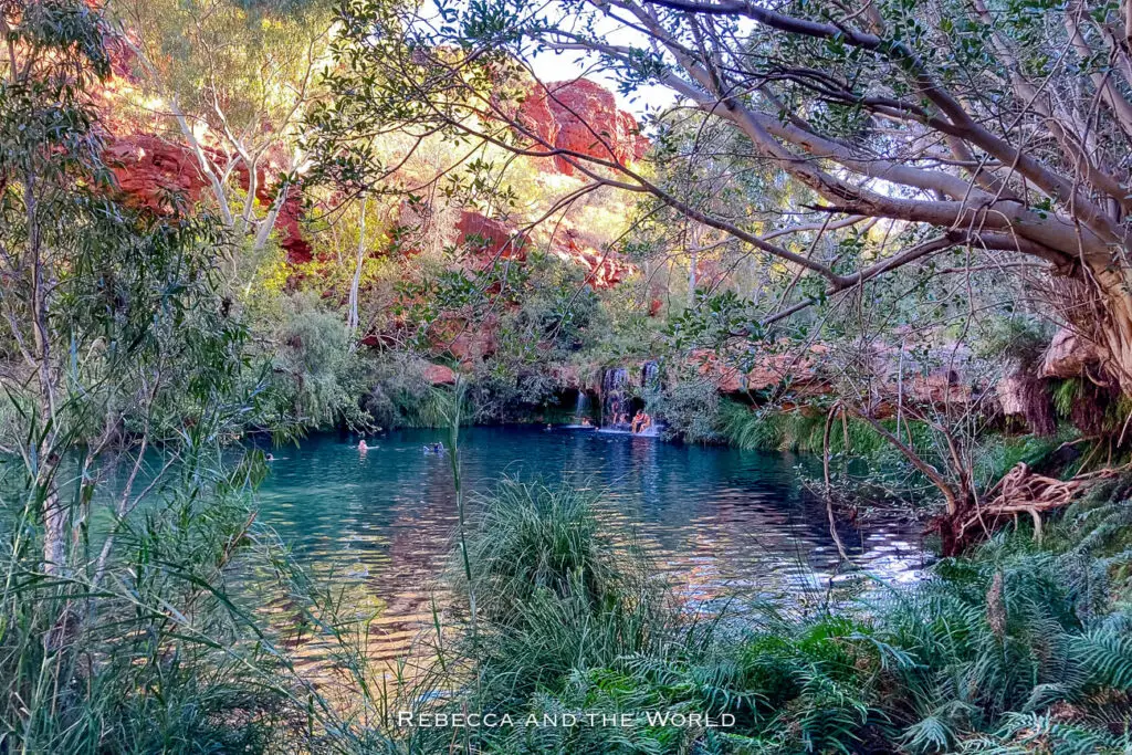 This photo offers a lush view of Fern Pool in Karijini National Park. Surrounded by dense vegetation, including trees and grasses, the pool is a vibrant blue-green, reflecting the surrounding foliage. A small waterfall is visible in the background, and a few people are swimming in the calm water. The red rock cliffs that characterise the park form a backdrop, partially hidden by the greenery, creating a serene and inviting atmosphere.