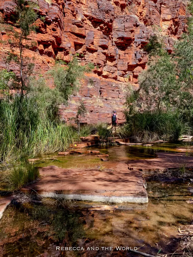 The image shows a hiker dwarfed by the towering red rock walls of a gorge in Karijini National Park. The path, which is partially submerged in shallow water, is bordered by dense green vegetation. The red rocks contrast sharply with the greenery.
