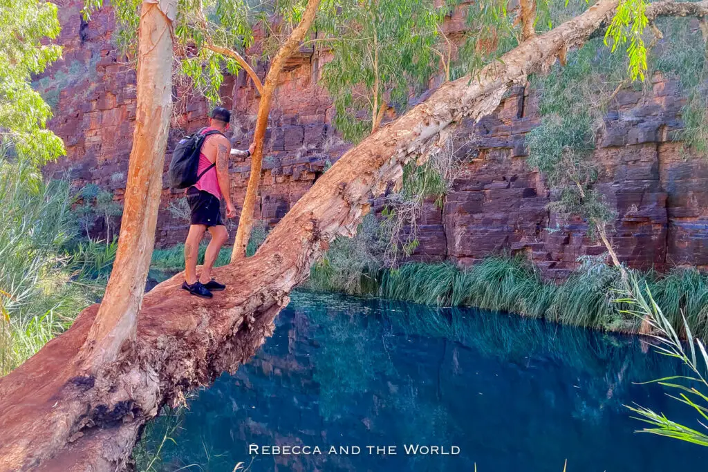 This photo captures a hiker standing on a large, leaning tree trunk that stretches over a deep, blue-green pool in Karijini National Park. The hiker, wearing a pink tank top and a black backpack, is looking out over the water, which is surrounded by tall, reddish-brown rock walls and lush green plants. The scene has a tranquil, almost adventurous feel, highlighting the natural beauty and the exploration of the park.