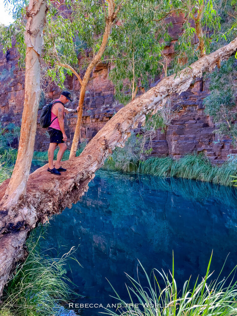 This image depicts a hiker standing on a large, angled tree trunk that extends over a clear waterhole along Dales Gorge in Karijini National Park, Western Australia. The hiker - the author's husband - is wearing a backpack and is surrounded by lush vegetation, including tall trees and grasses, with the red rock walls of a gorge visible in the background. The deep blue water below reflects the surrounding landscape, creating a picturesque and adventurous setting in one of the park’s many gorges.