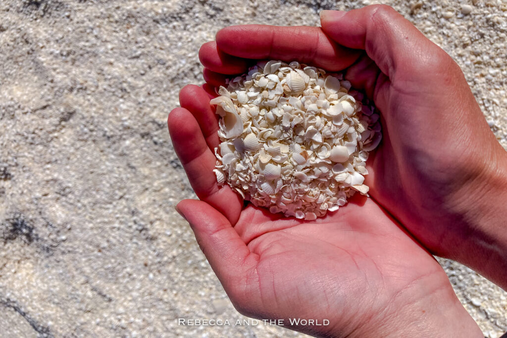 A close-up shot of a person holding a small pile of white shells in their cupped hands at Shell Beach in Shark Bay, Western Australia. The background is filled with more tiny shells, as this beach is famous for being composed entirely of shells instead of sand, one of only a few such beaches in the world.