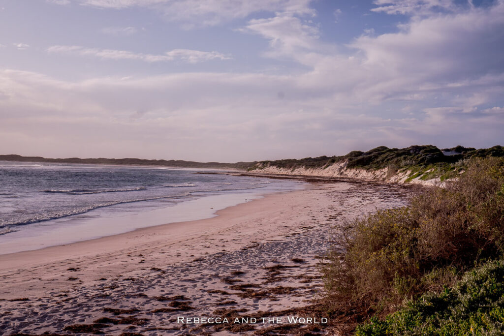 This image features a view of a coastal landscape at Cervantes, Western Australia, during early evening. The beach has a gently sloping shoreline with soft sand, and low waves are washing onto the shore. Vegetation, including low shrubs and dune grasses, lines the beach, with sand dunes visible in the background. The sky is partly cloudy, with soft lighting creating a tranquil, almost pastel-coloured scene.