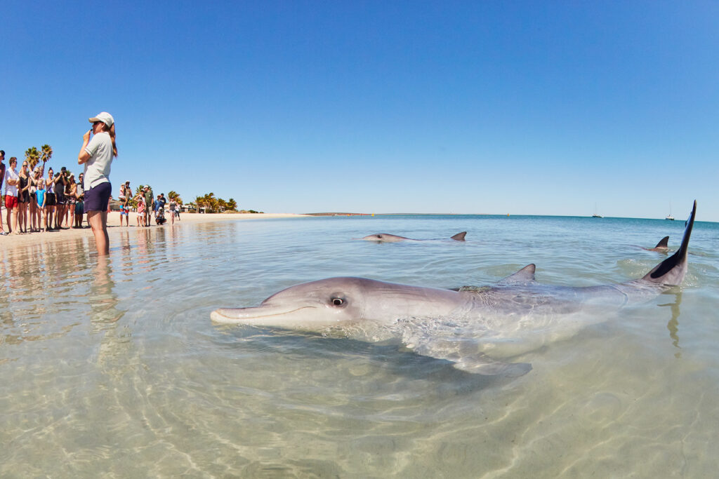 A group of people stands on a sandy beach near the water's edge, watching several dolphins swimming close to the shore in clear, shallow water. In the foreground, a dolphin is prominently visible, partially submerged, with its head above the water and facing the camera. A guide stands in the water, facing the crowd and speaking to them, while a few more dolphins swim nearby. The scene is set under a clear, blue sky, with a calm ocean. Palm trees and beach vegetation can be seen in the background. This is Monkey Mia, a popular stop on a Perth to Broome road trip.