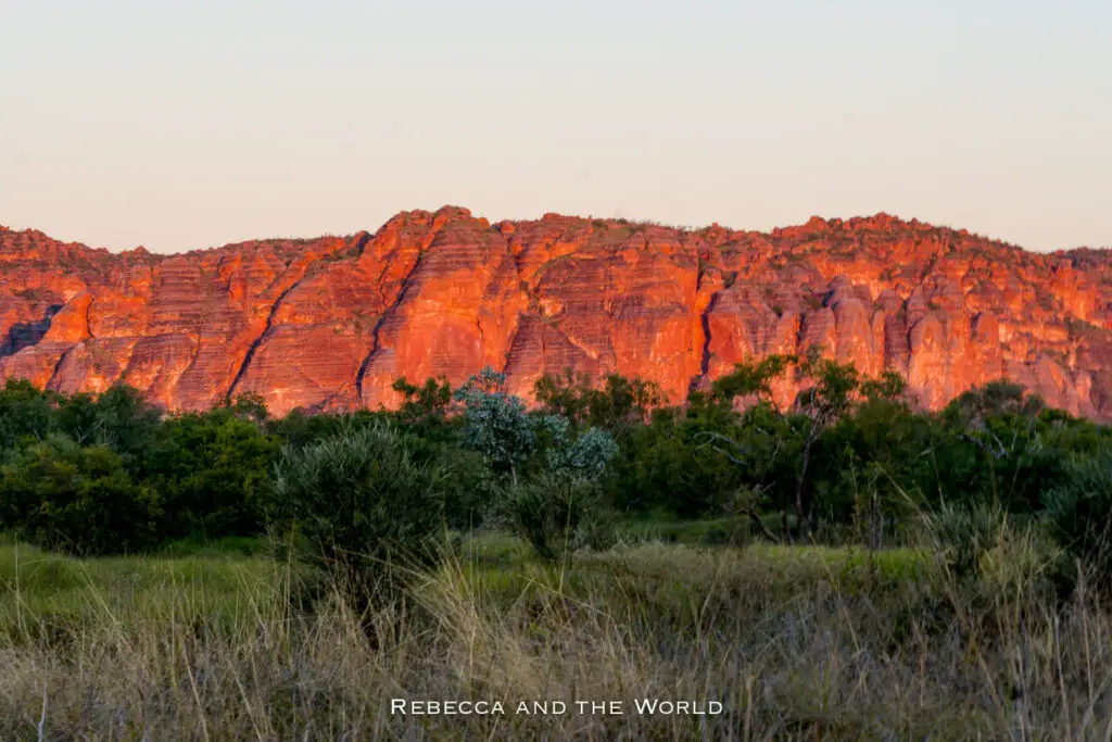 The Bungle Bungle Ranges in Purnululu National Park illuminated by the warm glow of sunset. The towering rock formations appear in deep red hues, contrasting with the surrounding green vegetation, highlighting the dramatic and unique landscape of the park.