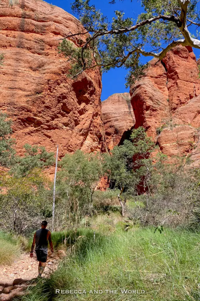 A hiker walking along a trail in Purnululu National Park, surrounded by towering red rock formations. The trail is bordered by green grasses and small trees, with massive, layered rock walls rising dramatically on either side, illustrating the park's rugged beauty.
