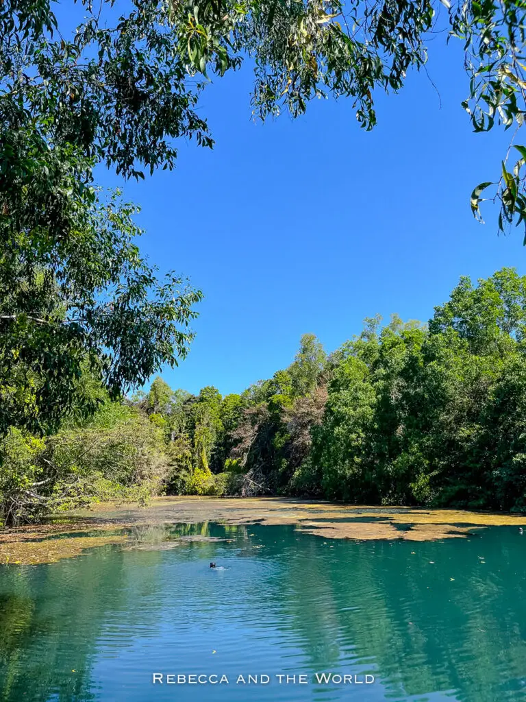 A peaceful lagoon with calm waters, encircled by verdant trees and shrubs under a clear blue sky. This picturesque spot is one of the many Darwin attractions that nature lovers can explore when considering what to do in Darwin. Howard Springs Nature Park is one of the best things to do with kids in Darwin.