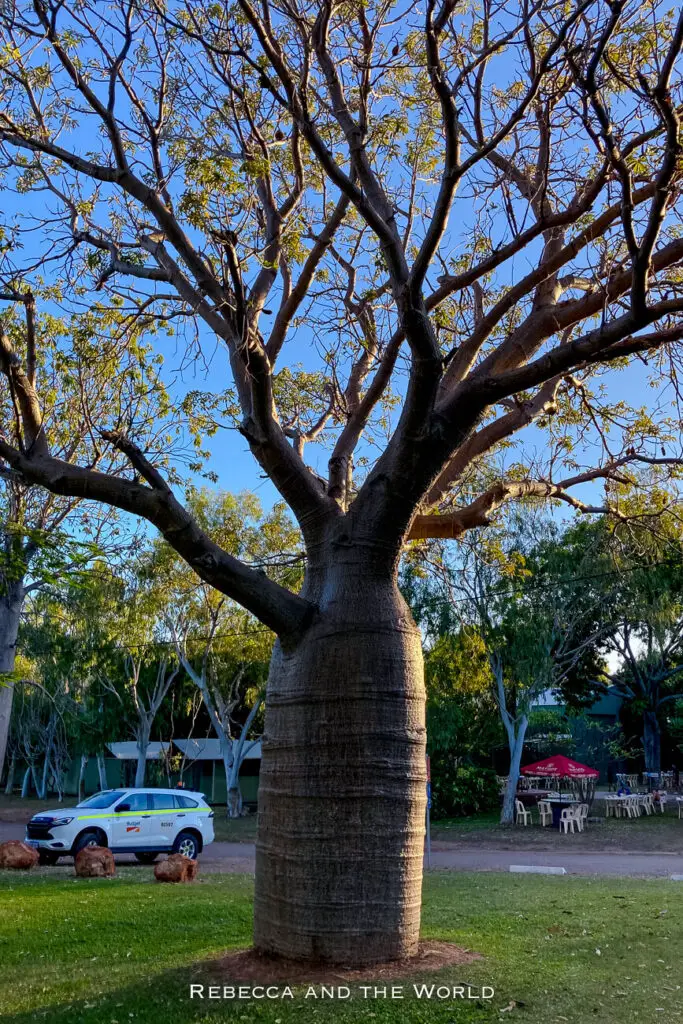 A large, iconic boab tree stands tall in the Kimberley, its thick trunk and sparse branches reaching up against a clear sky. The tree is surrounded by lush green foliage and a grassy area, with a vehicle parked nearby. Boab trees are emblematic of the Kimberley region.