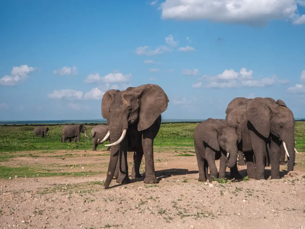 A group of African elephants, including adults and calves, standing on a grassy plain under a clear blue sky. The landscape stretches into the distance, showcasing the open savannah typical of many Kenyan national parks.