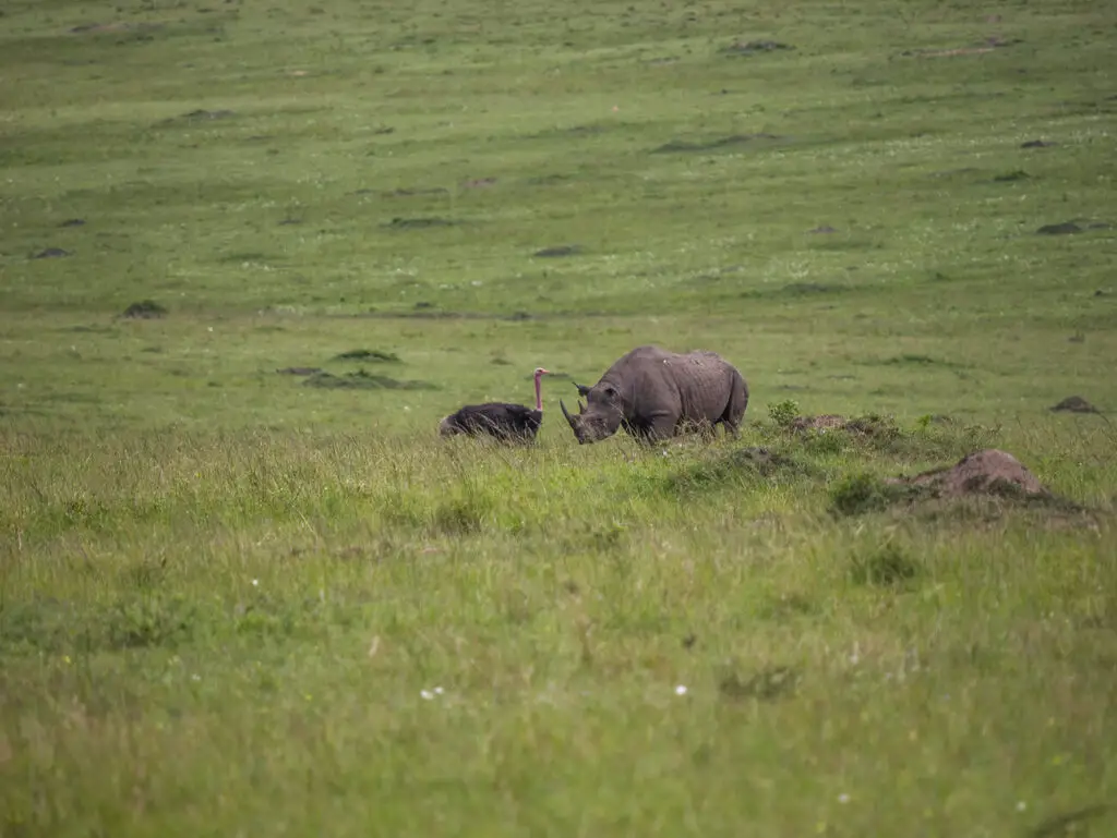 A black rhinoceros grazing in a wide, open grassland next to an ostrich. The scene captures the diversity of wildlife and the expansive green landscape of Kenyan parks, with both animals peacefully coexisting.