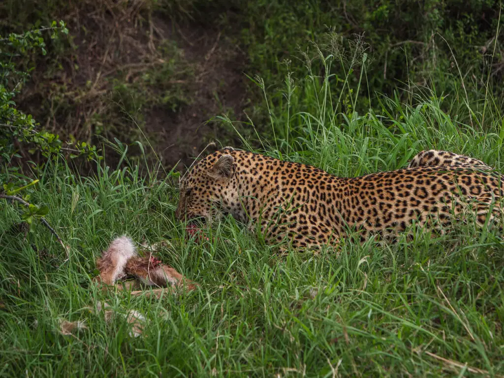 A leopard resting in tall green grass, feeding on a recent kill, showcasing the raw and wild aspect of safari experiences in Kenya where big cats can be observed in their natural hunting habitat.
