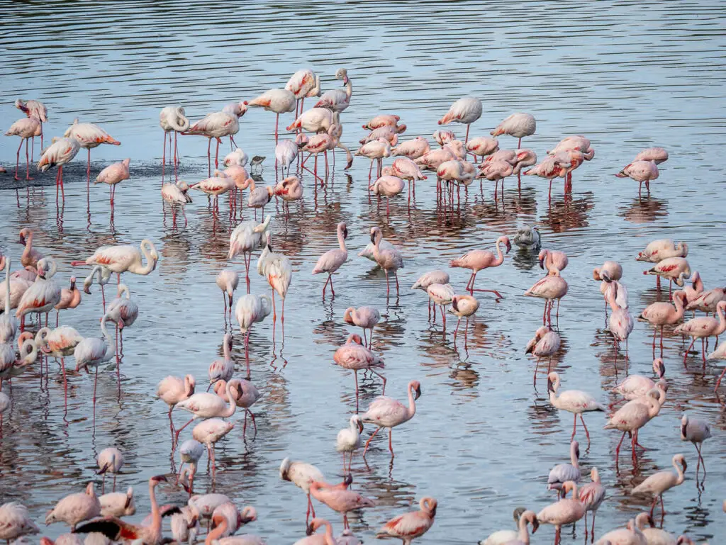 A large group of pink flamingos wading and feeding in shallow lake waters. The image captures the vibrant birdlife and the scenic beauty of lakes in Kenya's national parks, known for hosting thousands of these elegant birds.