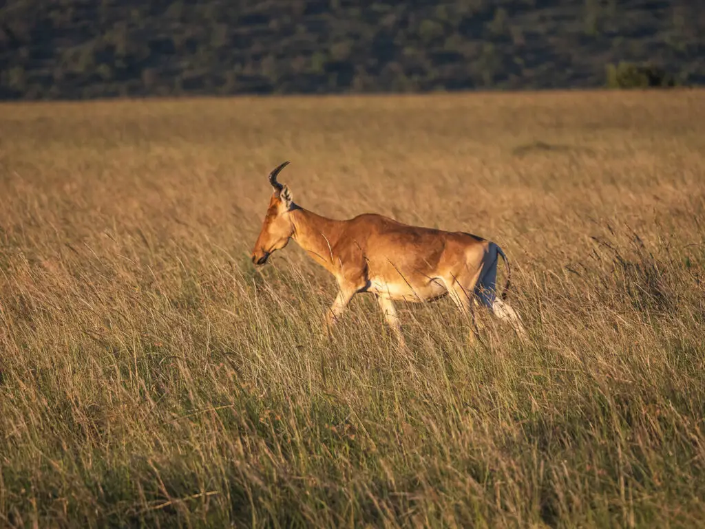 A lone antelope, likely a hartebeest, walking through tall, golden grass in the savanna. The animal is bathed in warm sunlight, with the vast open landscape in the background, representing the rich diversity of herbivores in Kenya's grasslands.