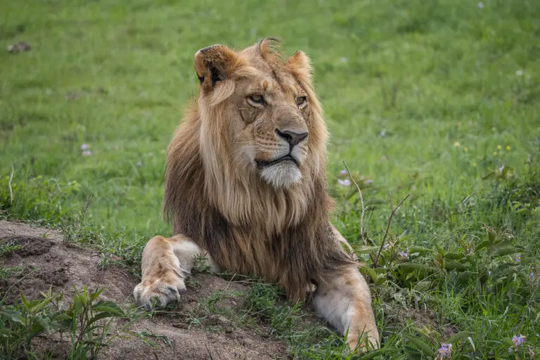 A close-up of a male lion lying on a patch of dirt, surrounded by green grass. The lion has a relaxed but watchful expression, embodying the presence of big cats in Kenya's safari parks.