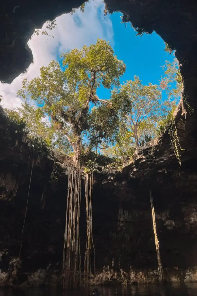 Looking up from inside one of the cenotes at Cenote Santa Bárbara, with vines and trees spilling into the natural sinkhole - an iconic Yucatan travel experience.