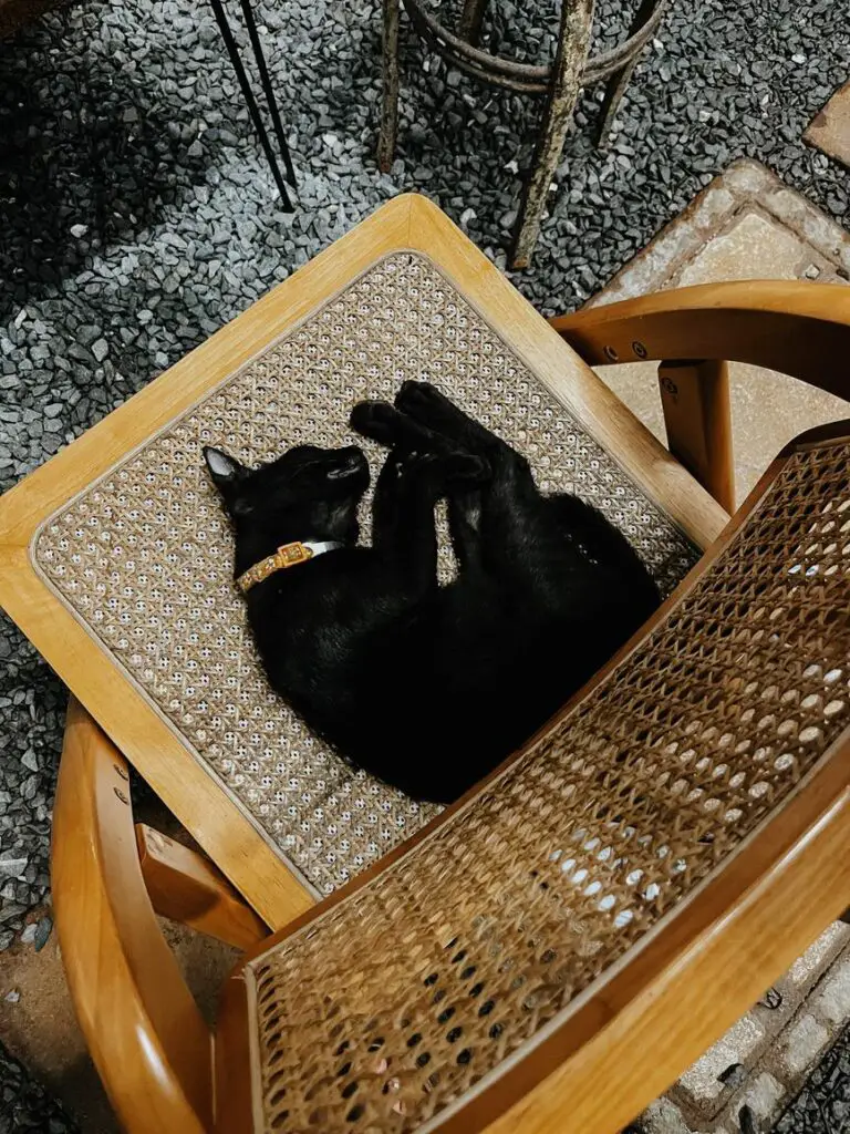 A black cat wearing a yellow collar curled up asleep on a woven rattan chair, surrounded by gravel flooring in an outdoor café or garden setting.