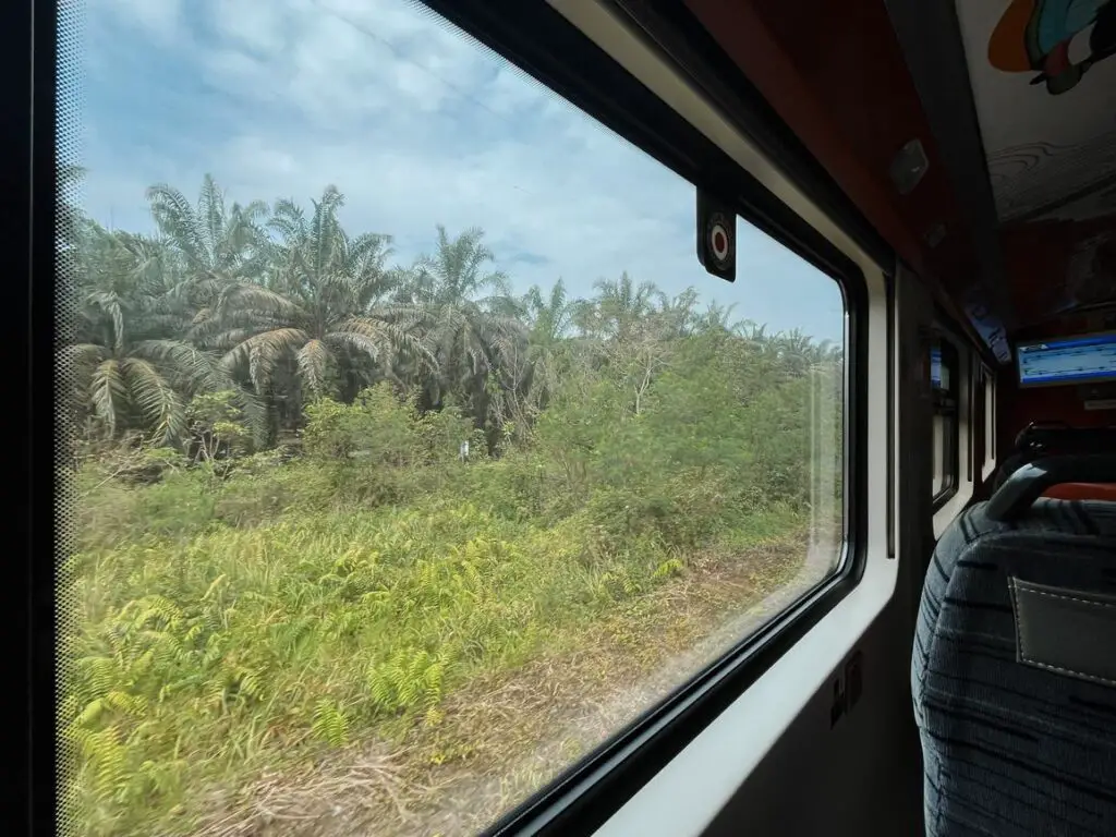 Scenic view of dense palm trees and green vegetation taken from inside a moving train, with the train window frame and a seat partially visible.