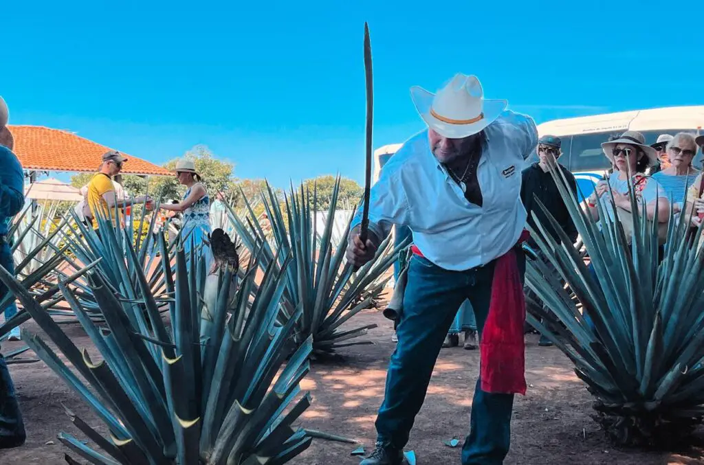 A jimador demonstrating how to harvest agave with a coa (blade), surrounded by tourists during a tequila tour in Tequila, Jalisco.